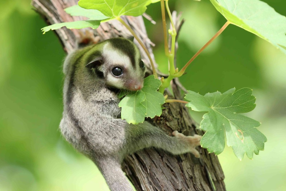 Petaurus breviceps