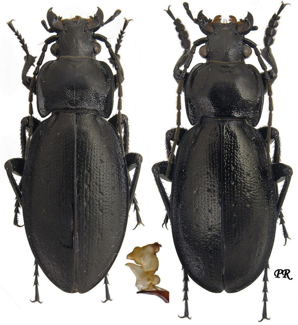 Carabus aeruginosus