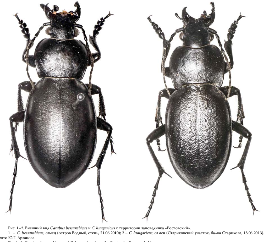Жук Carabus kruberi