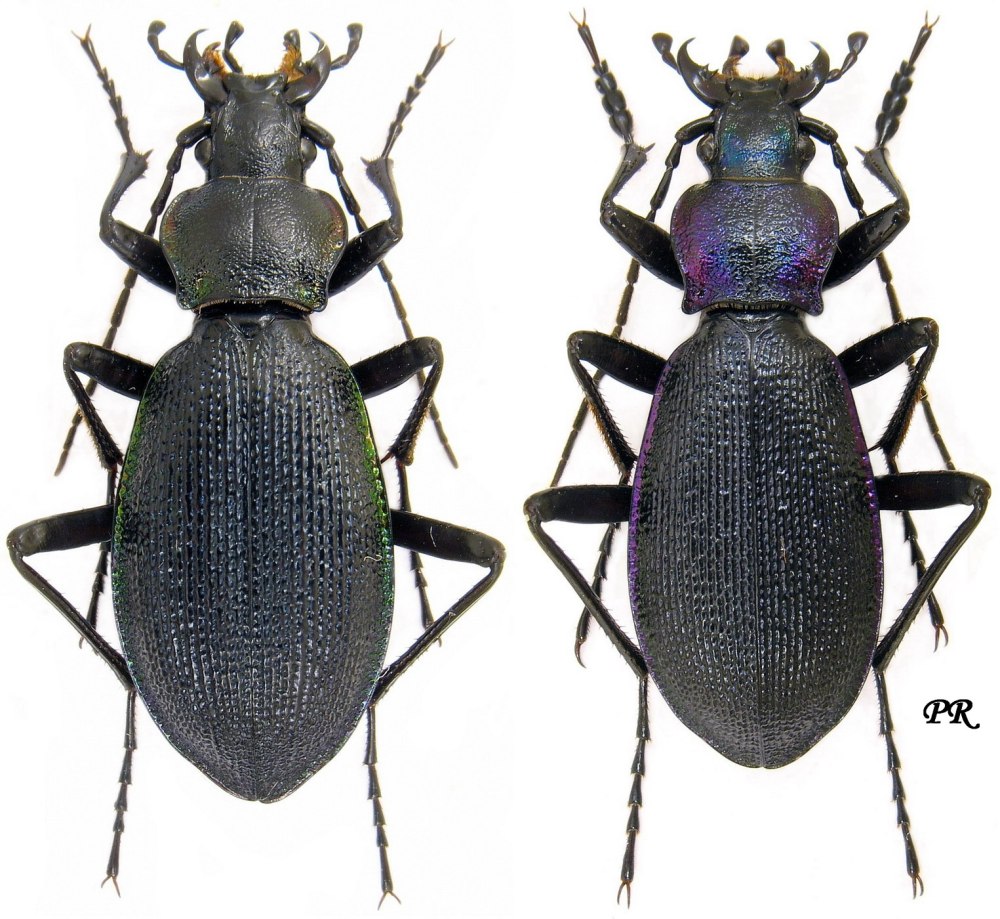 Carabus Megodontus