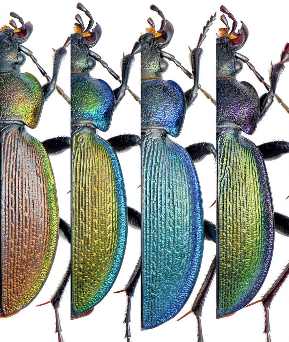 Morphocarabus regalis