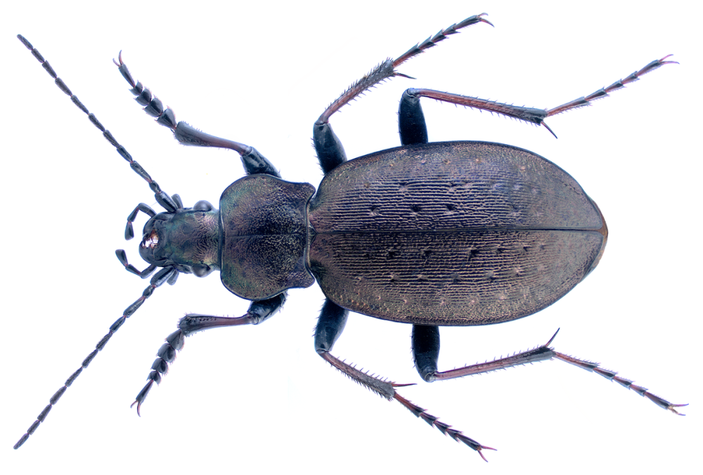 Жужелица венгерская Carabus Hungaricus. Жук Карабус жужелица Дубравная. Жужелица ночью. Жужелица раскраска.