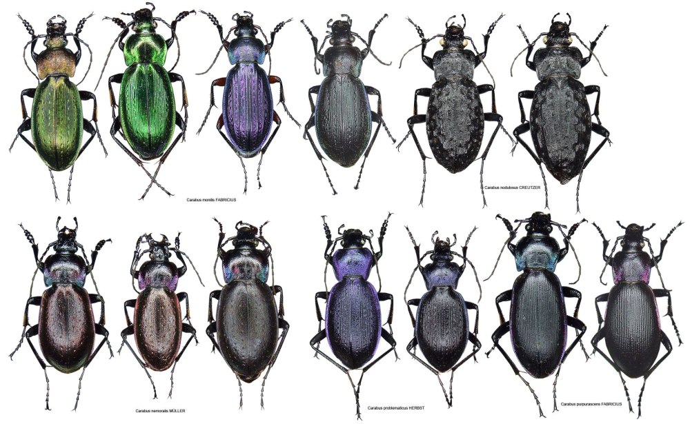 Carabus (trachycarabus) estreicheri