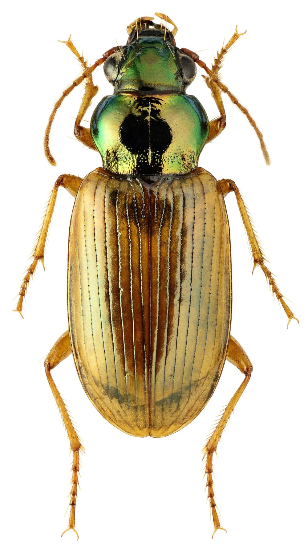 Pogonus Cumanus