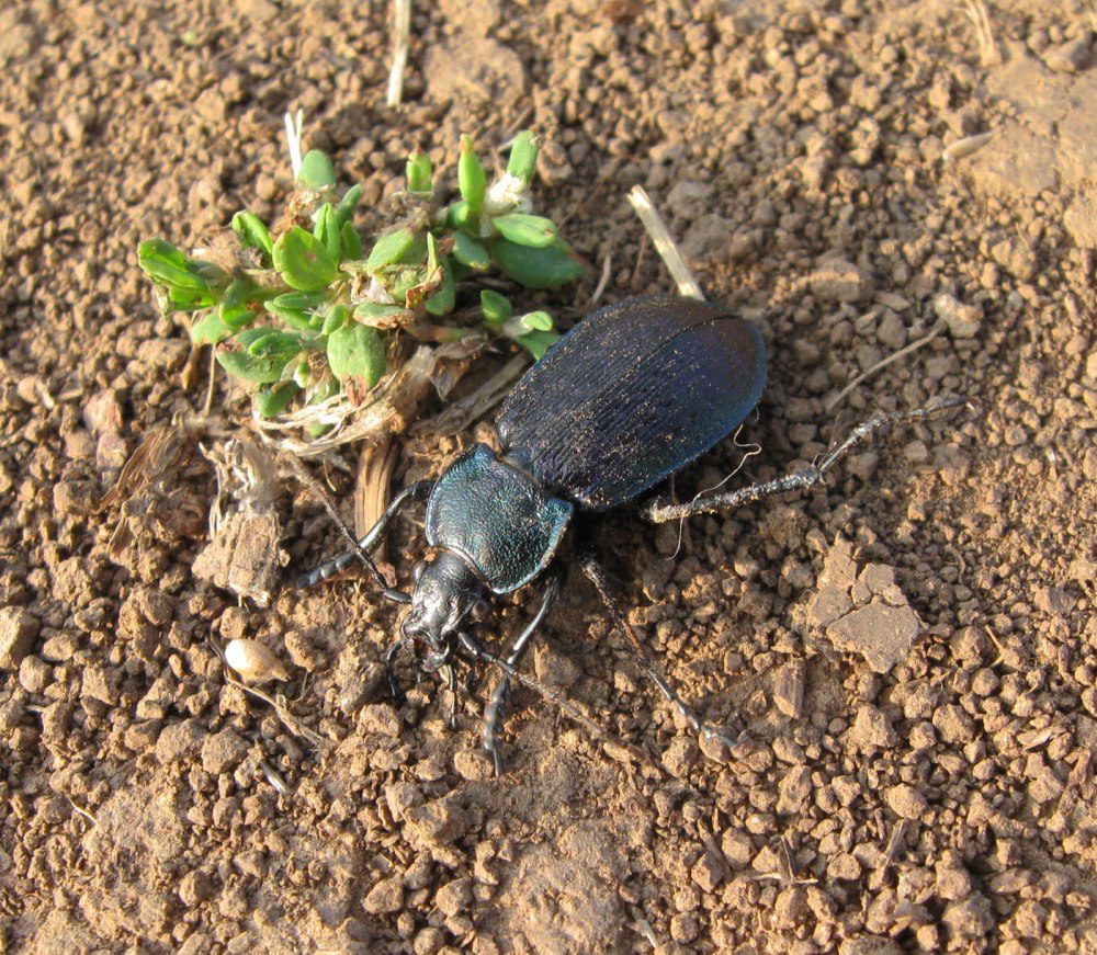 Жуки Carabus