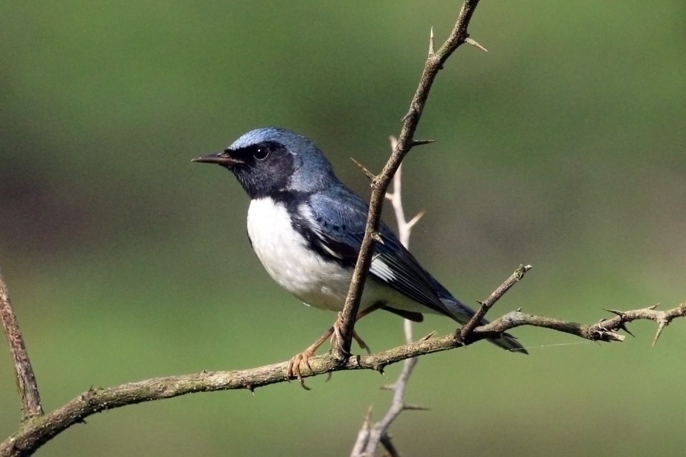 Blue Warbler