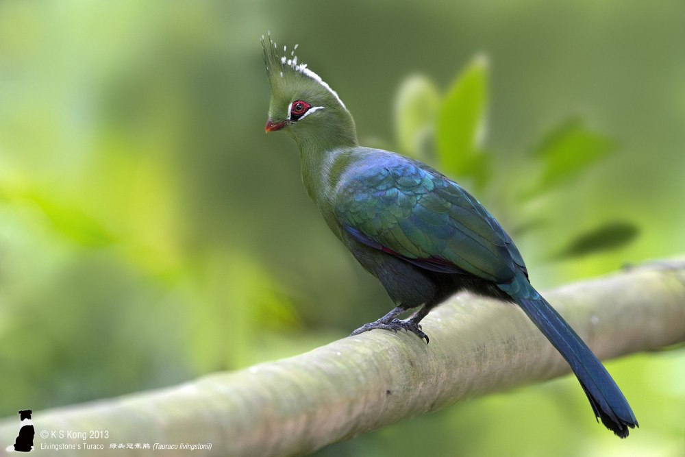 Бананоед Ливингстона (Tauraco livingstonii)