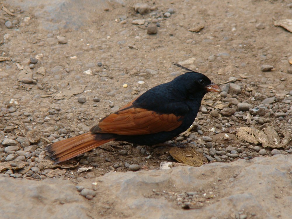 Crested Bunting