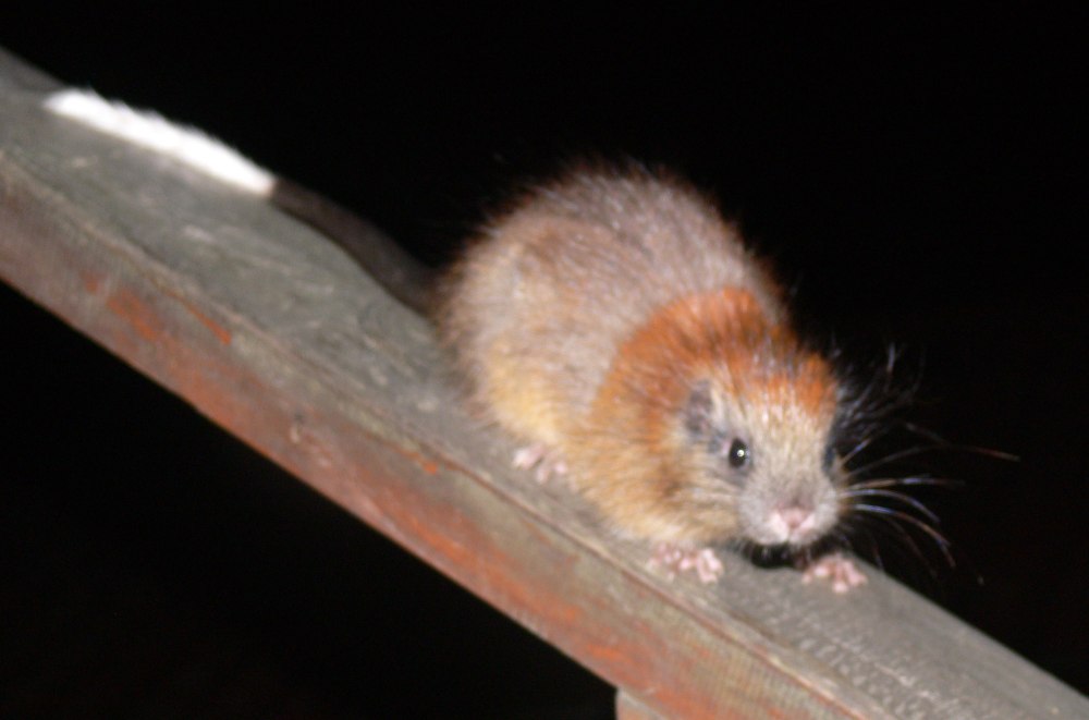 Santamartamys rufodorsalis