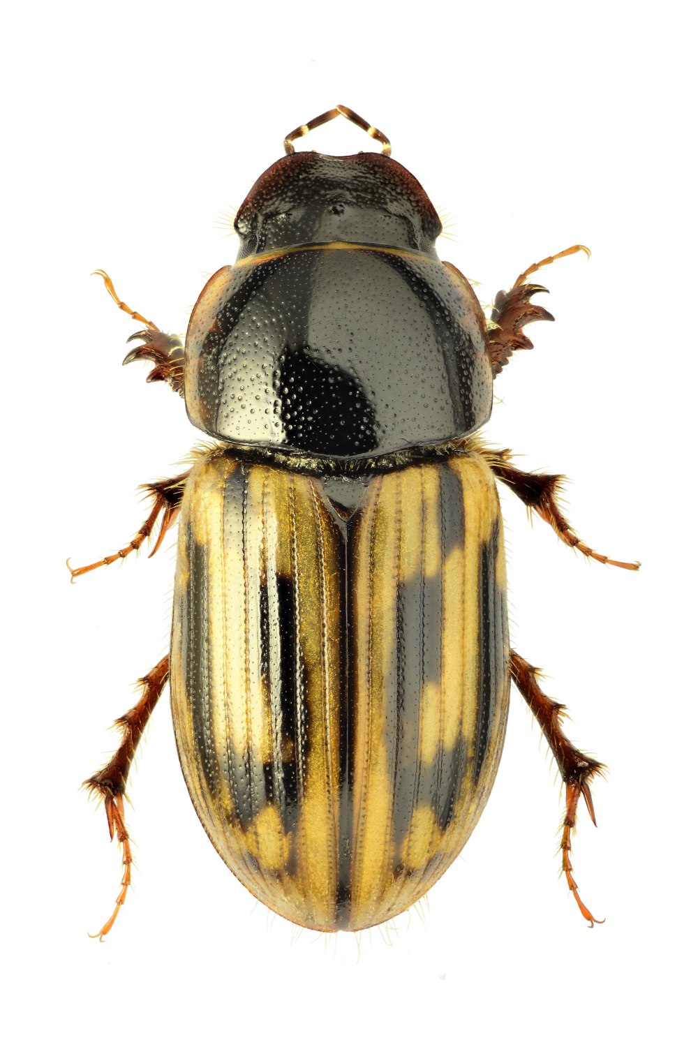 Aphodius melanostictus