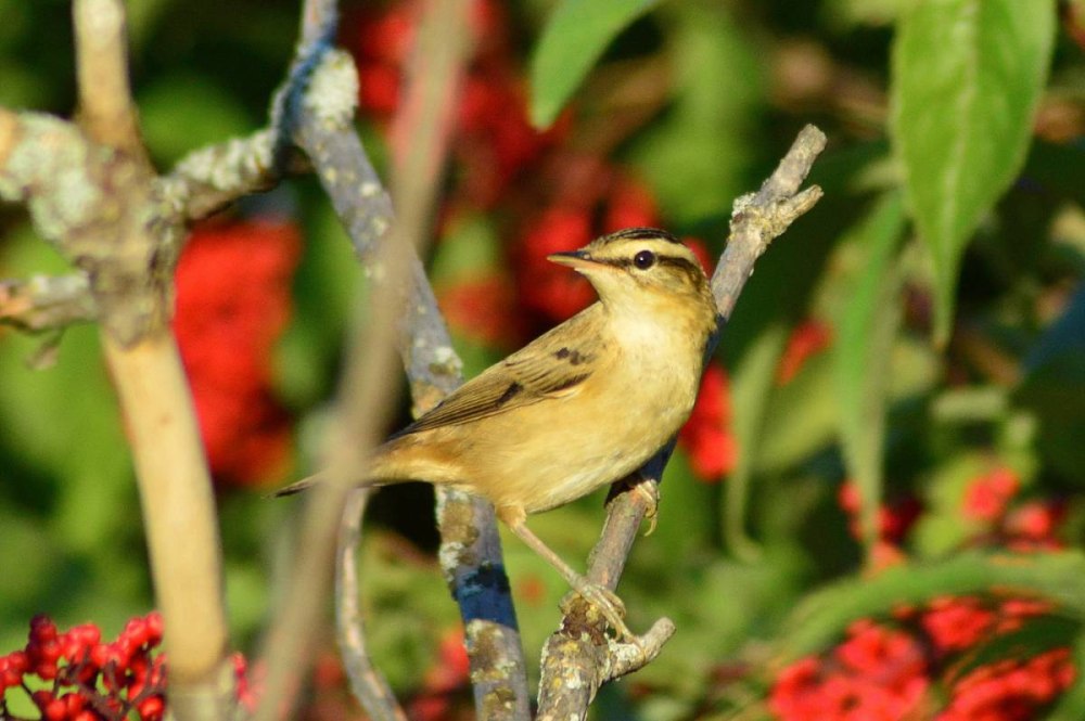 Камышевка-барсучок - Acrocephalus schoenobaenus