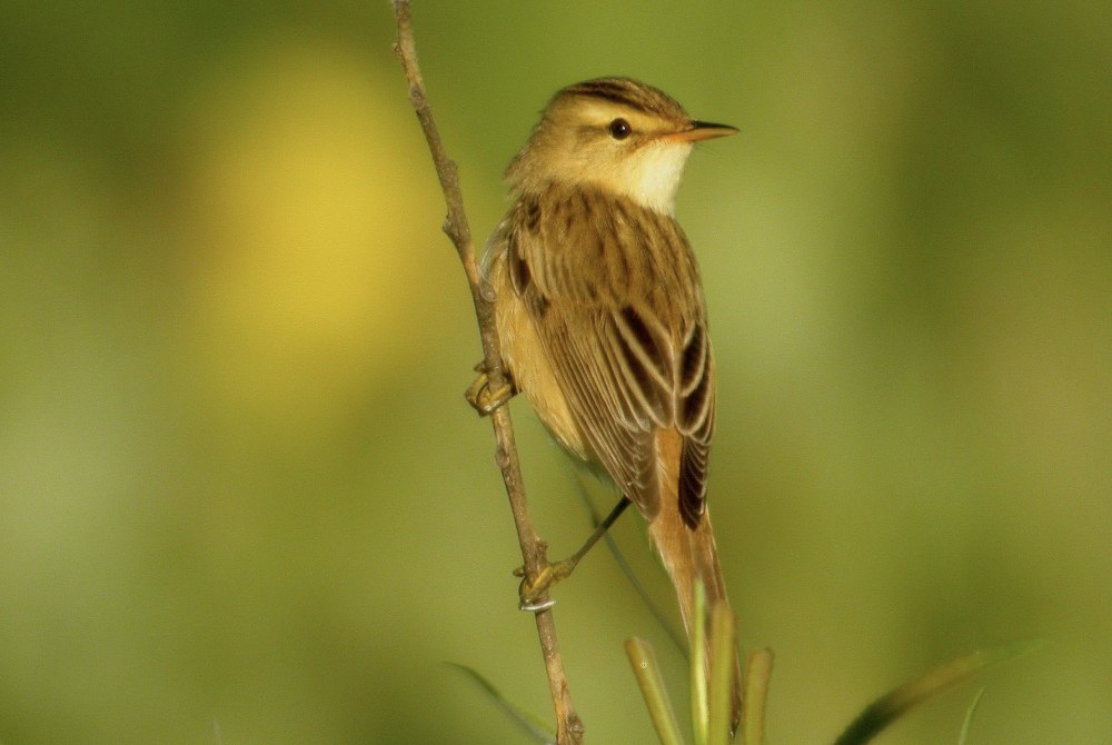 Acrocephalus sorghophilus
