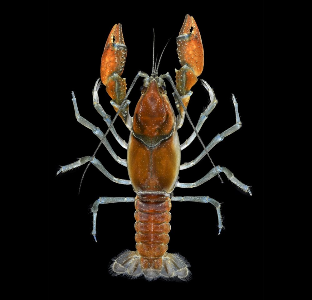 Crustacea Cephalocarida