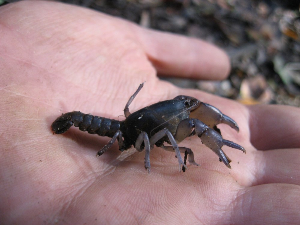 Project Noah Crayfish