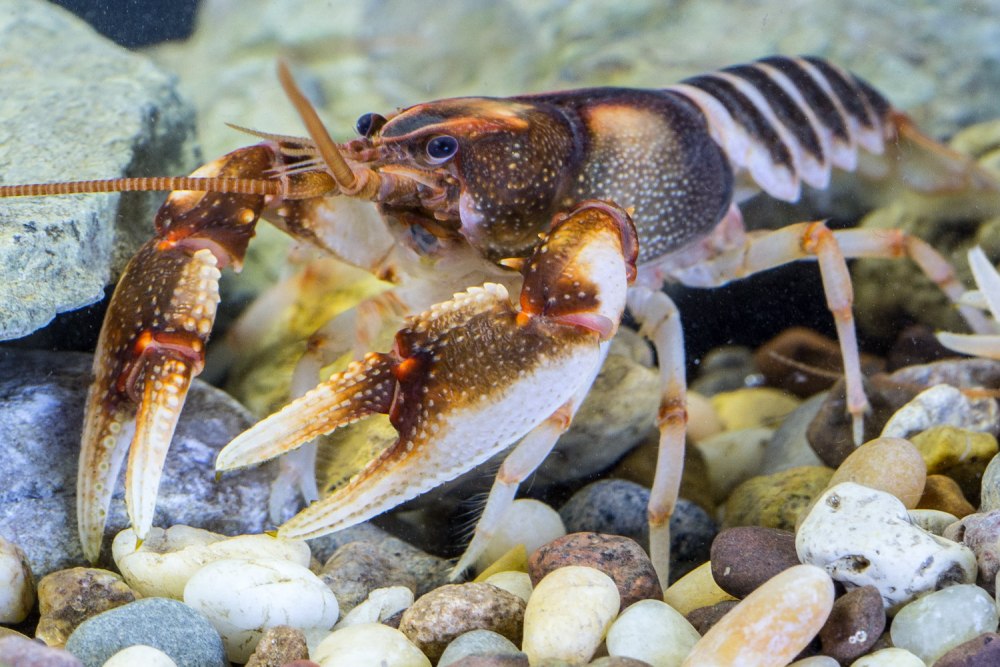 Cambarus clairitae