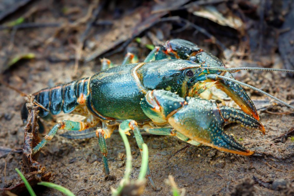 Caspian Crayfish