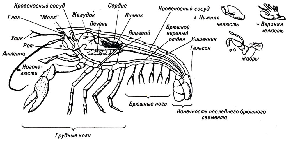 Внутреннее строение краба схема