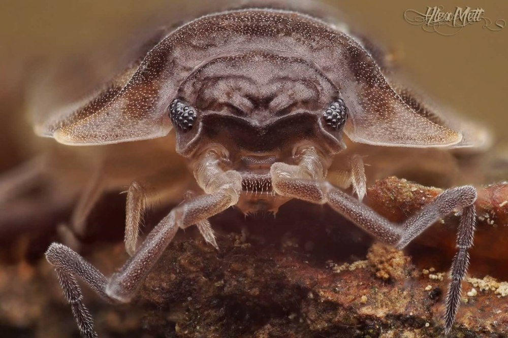 Sabinea Sarsi Crustacea