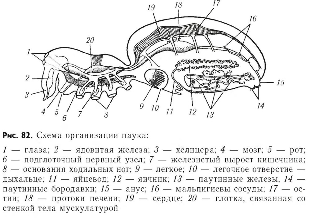 Схема внутреннего строения паука