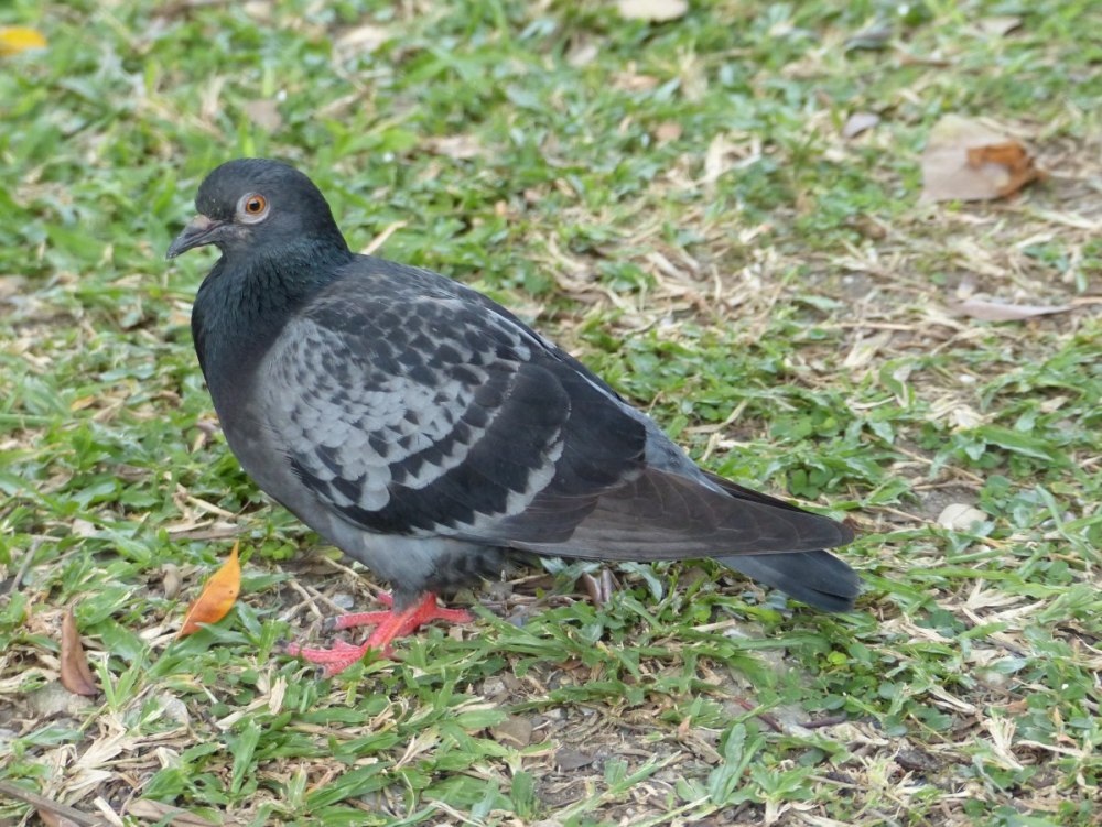 Дикий сизый голубь