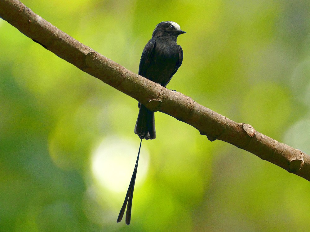 Длиннохвостый тиранн фото