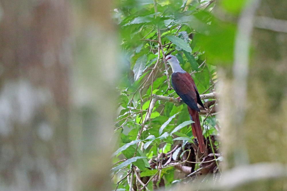 Длиннохвостый голубь