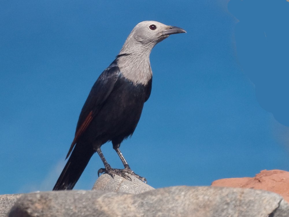Socotra Starling (Onychognathus Frater)