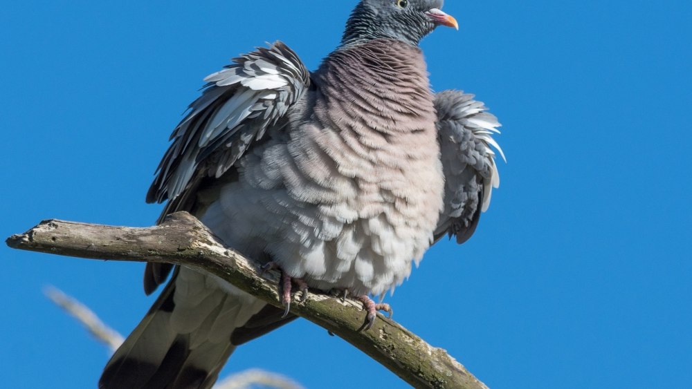 Голубой голубь маврикийский