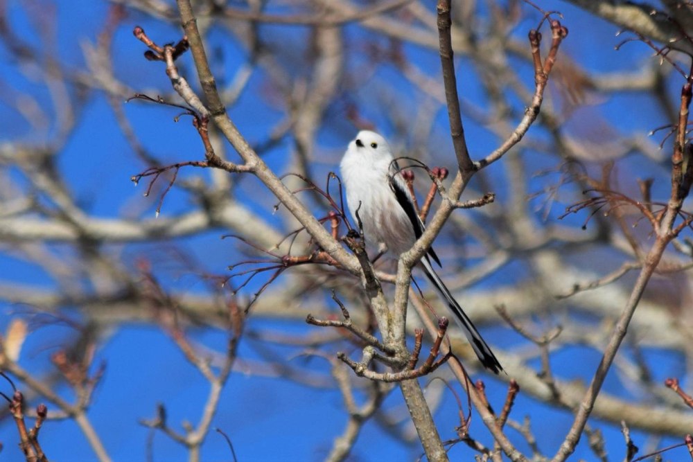 Птица года 2022 года в России