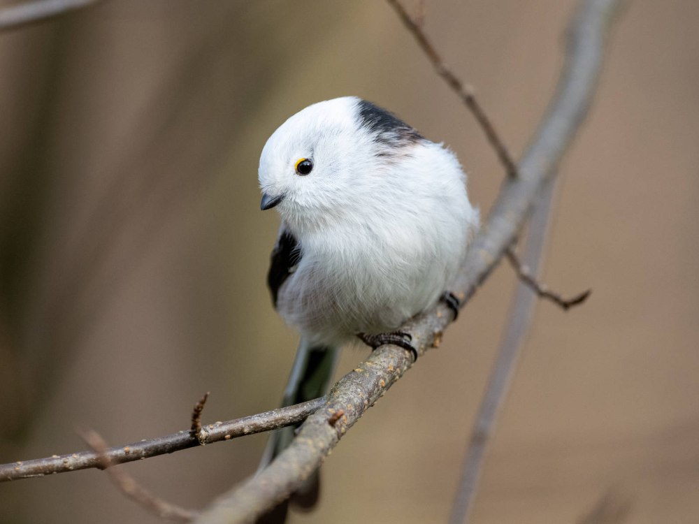 Где живет синичка длиннохвостая