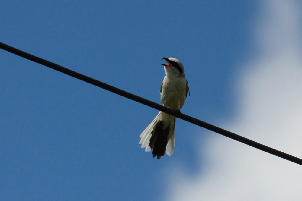 Зунзинито птица английский