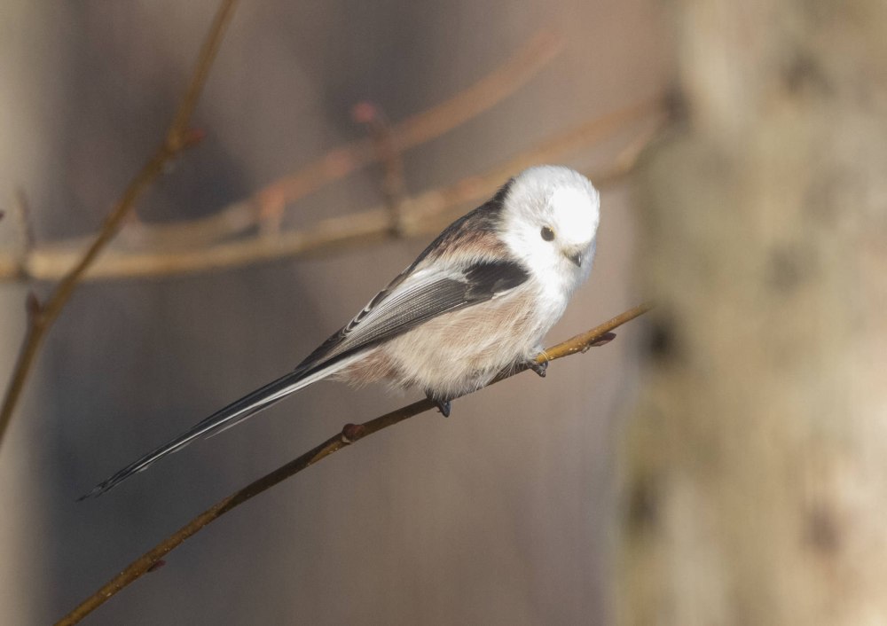 Длиннохвостая синица птицы Европы