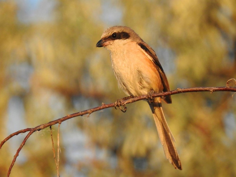 Рыжий сорокопут