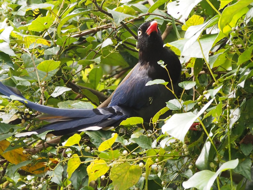 Каштановый длиннохвостый голубь