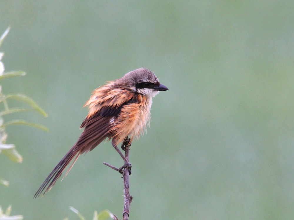 Птица Егерь длиннохвостый