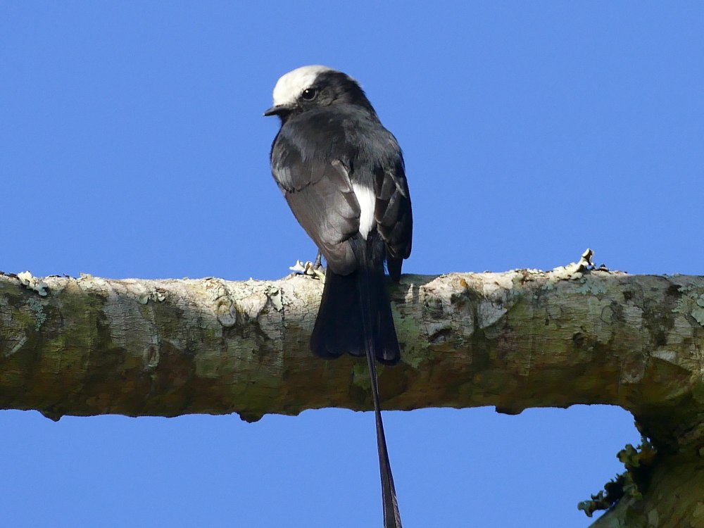 Длиннохвостый тиранн
