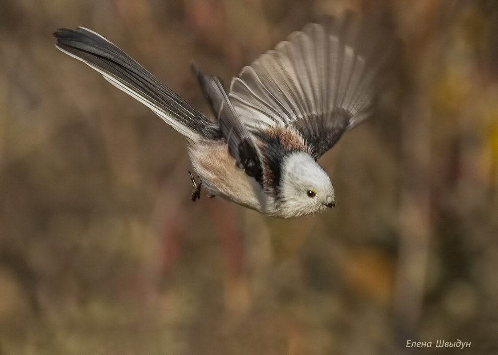 Длиннохвостый Жук