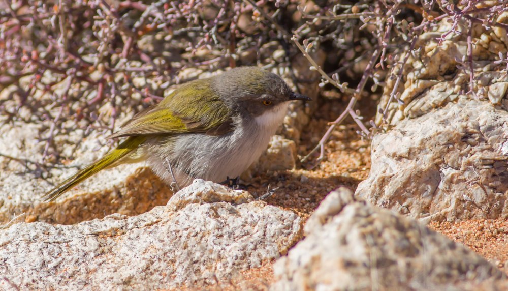 Yellow bellied Eremomela