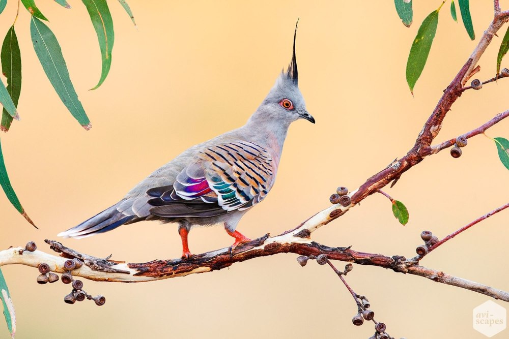 Голубь с хвостом веером