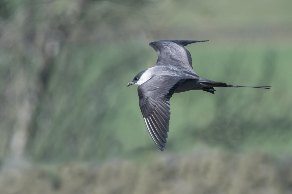 Длиннохвостый поморник смешная картинка