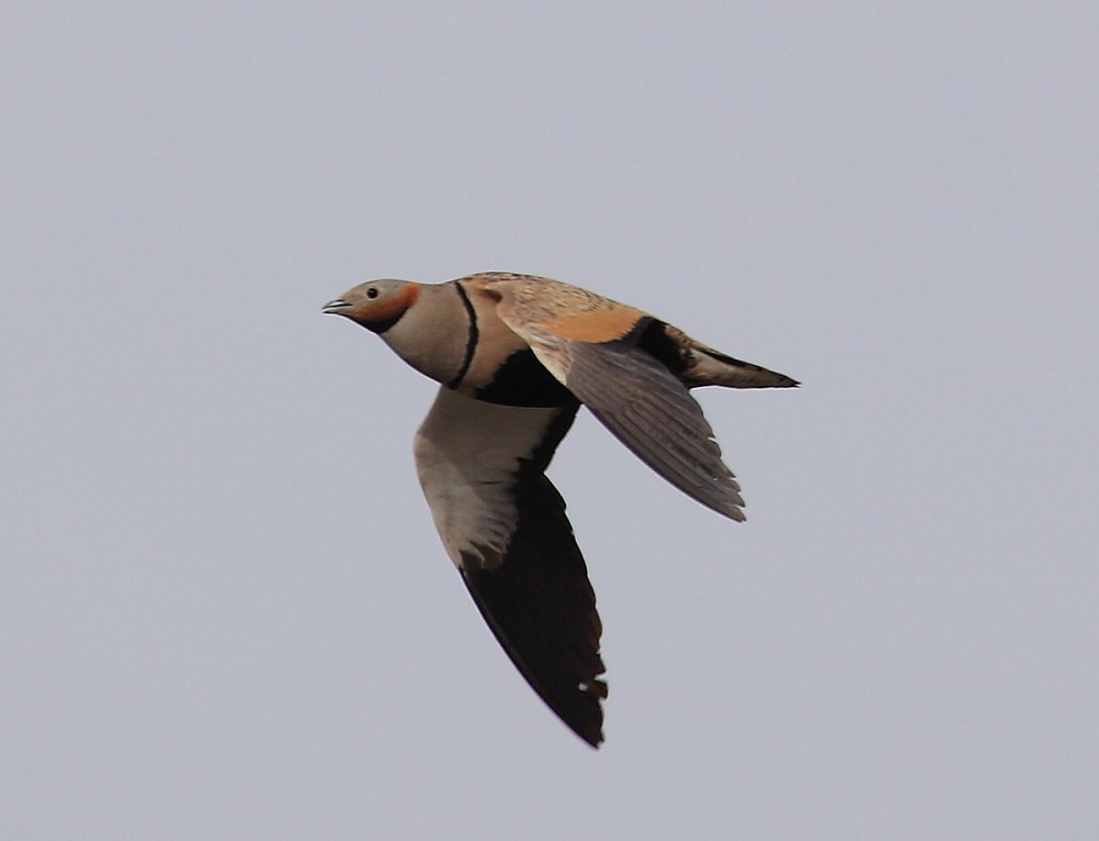 Pterocles orientalis