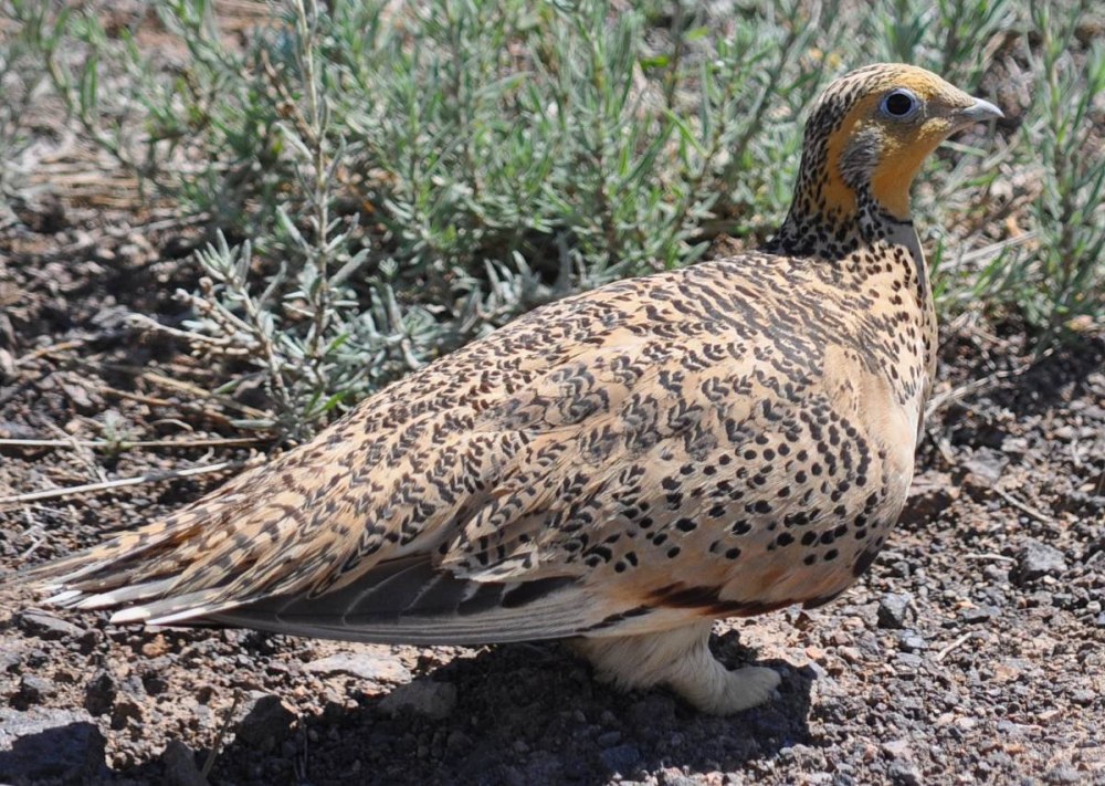 Саджа Syrrhaptes paradoxus