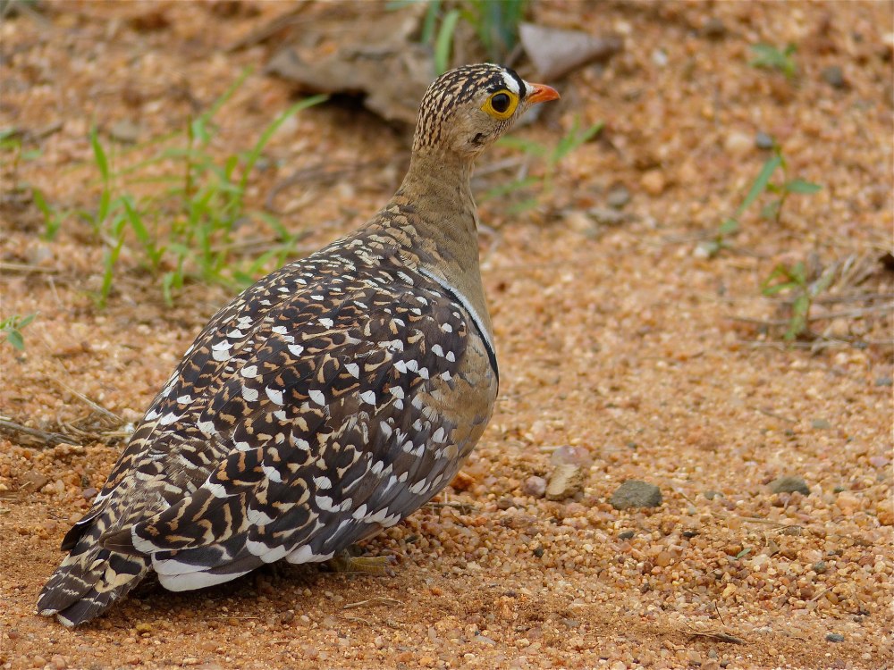 Double Banded Sandgrouse