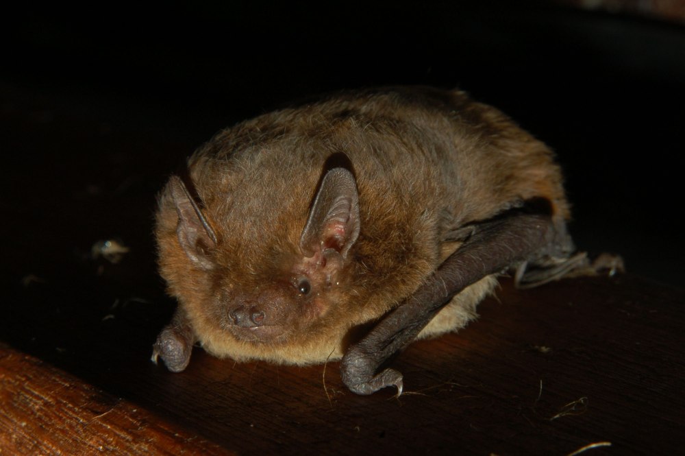 Нетопырь-карлик pipistrellus pipistrellus