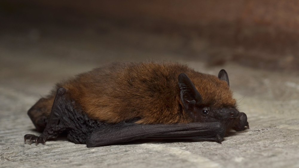 Нетопырь-карлик pipistrellus pipistrellus