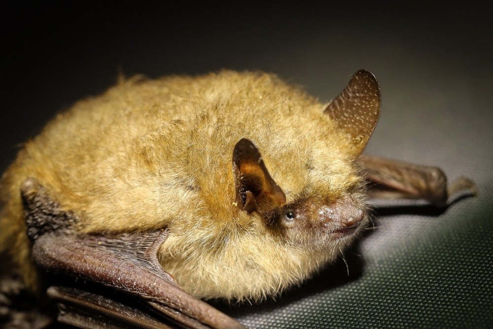 Bat Guano гуано летучих мышей