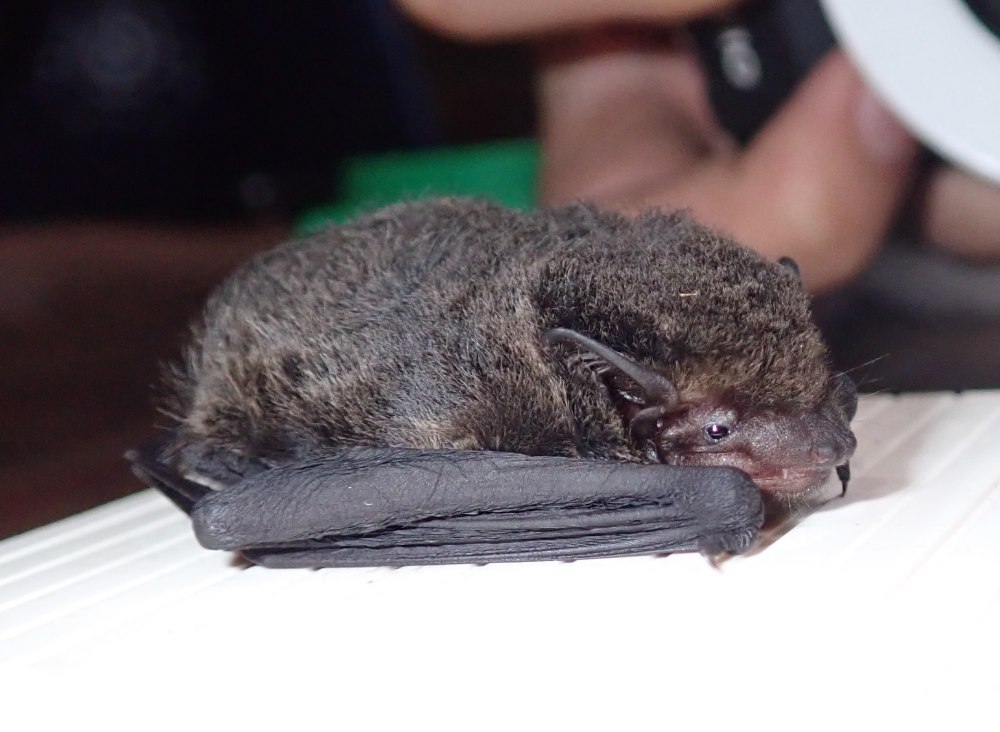 Hodgson's bat