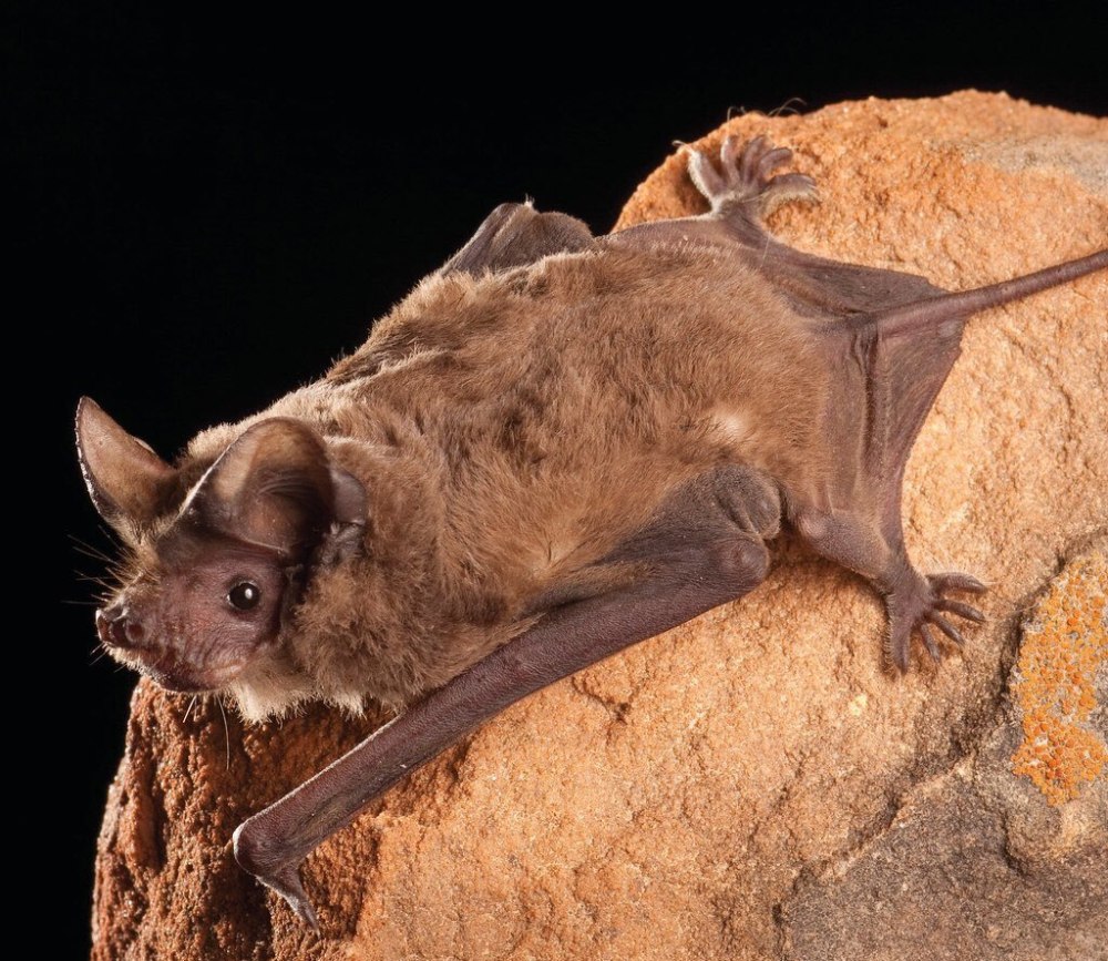 Tadarida Brasiliensis