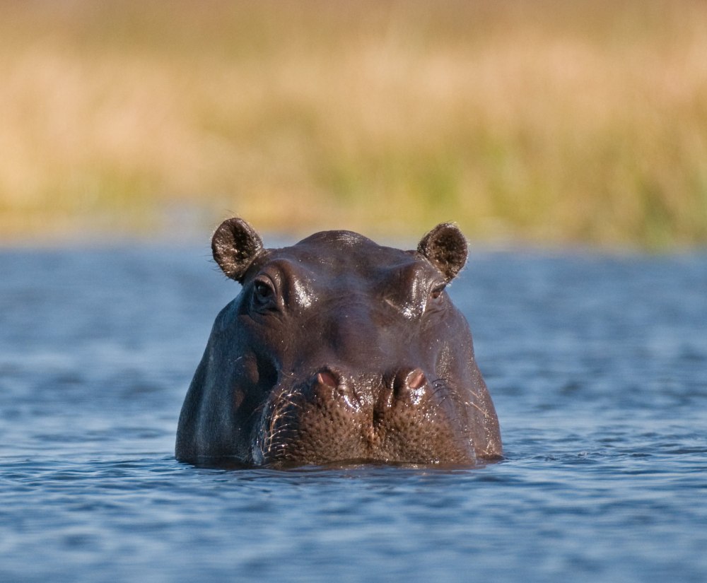 Бегемот Hippo