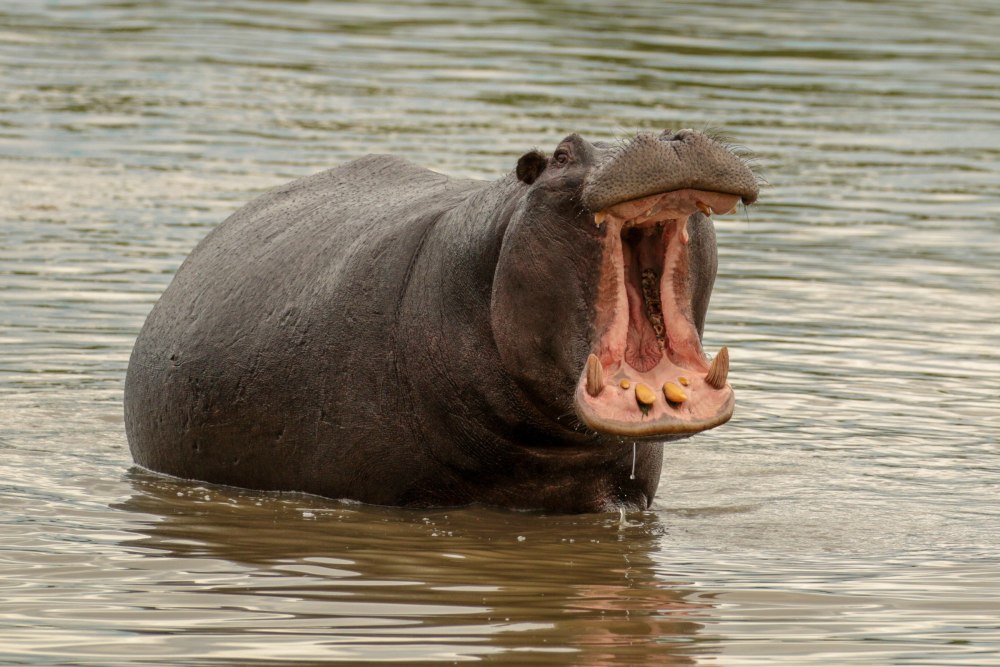 Гиппопотам the Hippopotamus, 2017